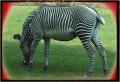 Zebra_Greyviego_Equus_grevi